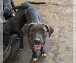 Small Shepradors