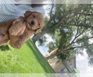Goldendoodle (Miniature) Puppy for Sale in OLATHE, Colorado USA