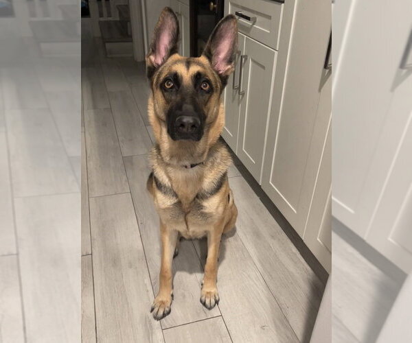 Medium Photo #1 German Shepherd Dog Puppy For Sale in Dana Point, CA, USA
