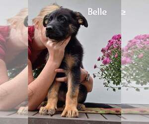 German Shepherd Dog Puppy for Sale in LA FAYETTE, New York USA