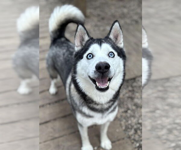 Medium Photo #1 Siberian Husky Puppy For Sale in Matawan, NJ, USA