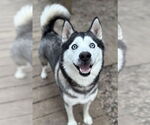 Small Siberian Husky