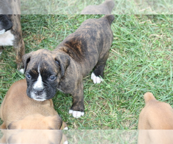 Medium Photo #1 Boxer Puppy For Sale in PORT ROYAL, PA, USA