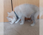 Puppy 5 - Male Gerberian Shepsky Puppy for Sale - Photo #4