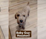 Small #9 Poodle (Miniature)