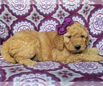 Small Photo #3 Goldendoodle-Poodle (Miniature) Mix Puppy For Sale in KIRKWOOD, PA, USA