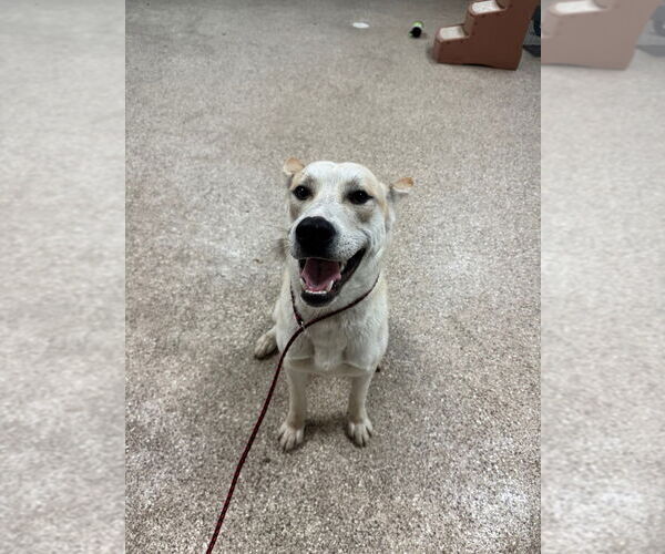 Medium Photo #3 Siberian Husky Puppy For Sale in Great Bend, KS, USA