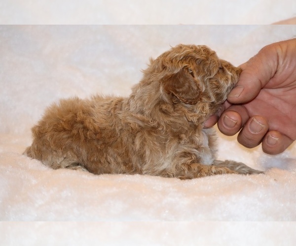 Medium Photo #14 Poodle (Toy) Puppy For Sale in DYERSBURG, TN, USA