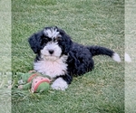 Shale - Female Bernedoodle (Miniature) Puppy for Sale - Photo #4