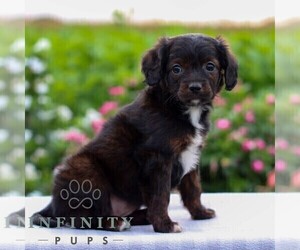 Cavapoo Puppy for sale in LEOLA, PA, USA