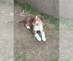 Small #1 Border Collie