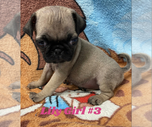 Pug Puppy for sale in PETERSBURG, VA, USA