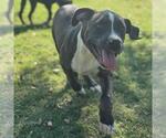 Small Staffordshire Bull Terrier Mix