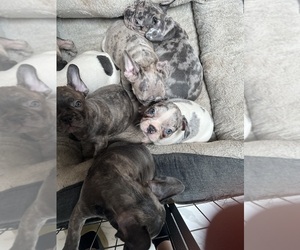 French Bulldog Puppy for sale in RIVERSIDE, CA, USA