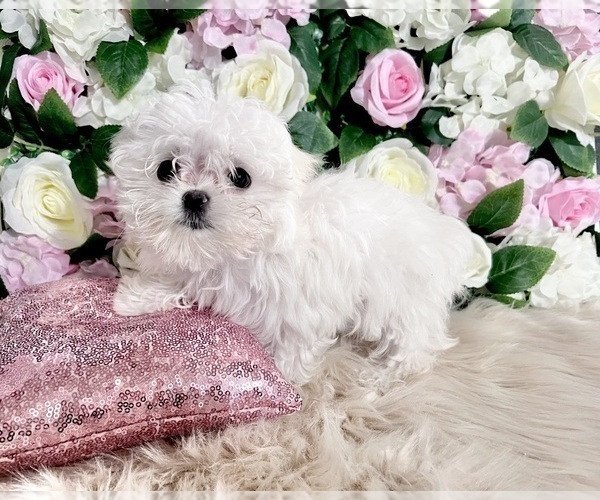 Medium Photo #3 Maltese Puppy For Sale in HAYWARD, CA, USA