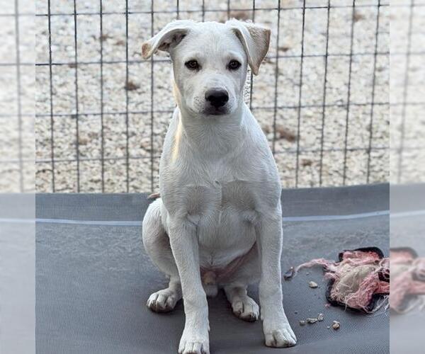 Medium Photo #6 Labrador Retriever-Unknown Mix Puppy For Sale in San Diego, CA, USA