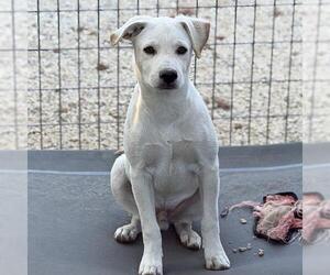 Rylee - Male Labrador Retriever-Unknown Mix Dog for Adoption - Photo #6