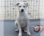 Small Photo #6 Labrador Retriever-Unknown Mix Puppy For Sale in San Diego, CA, USA