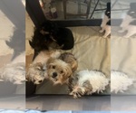 Small #3 Shorkie Tzu