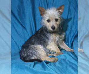 Mutt Dogs for adoption in Cranston, RI, USA