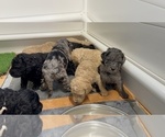 Small Photo #3 Aussiedoodle-Goldendoodle Mix Puppy For Sale in ETOWAH, TN, USA