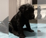 Puppy Black Schnauzer (Giant)