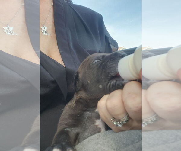 Medium Photo #2 Labrador Retriever-Unknown Mix Puppy For Sale in Tampa, FL, USA