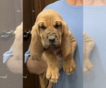 Red F - Female Bloodhound Puppy for Sale - Photo #9