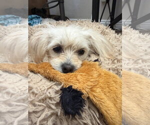 Odette aka Hair Do - Female Maltese-Unknown Mix Dog for Adoption - Photo #4