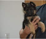 Small Photo #13 German Shepherd Dog Puppy For Sale in ALBUQUERQUE, NM, USA