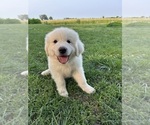 Puppy Boy 2 Great Pyrenees