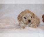 Small Photo #6 Poodle (Toy) Puppy For Sale in DYERSBURG, TN, USA