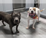 Small #11 American Staffordshire Terrier-Boxer Mix