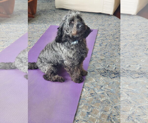 Medium Photo #1 Goldendoodle (Miniature) Puppy For Sale in Crystal, MN, USA