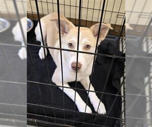 Huskies -Labrador Retriever Mix Dogs for adoption in Texas City, TX, USA