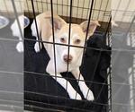 Small Huskies -Labrador Retriever Mix