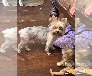Mother of the Yorkshire Terrier puppies born on 04/24/2024