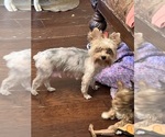 Small Photo #1 Yorkshire Terrier Puppy For Sale in KELLER, TX, USA