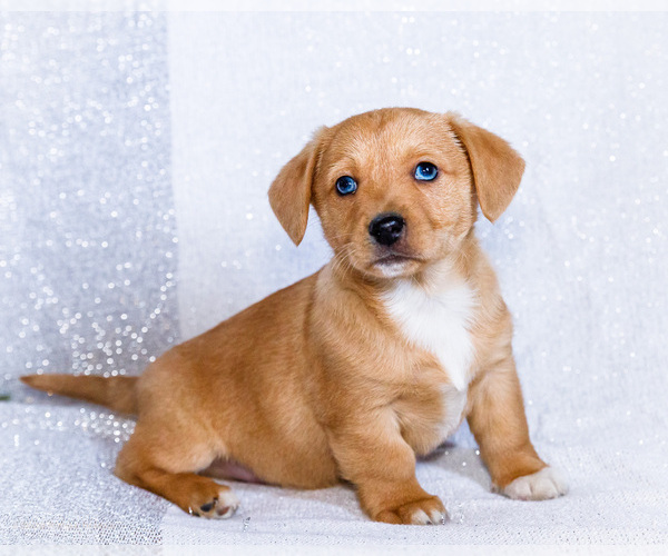 Medium Photo #9 Dorgi Puppy For Sale in WAKARUSA, IN, USA