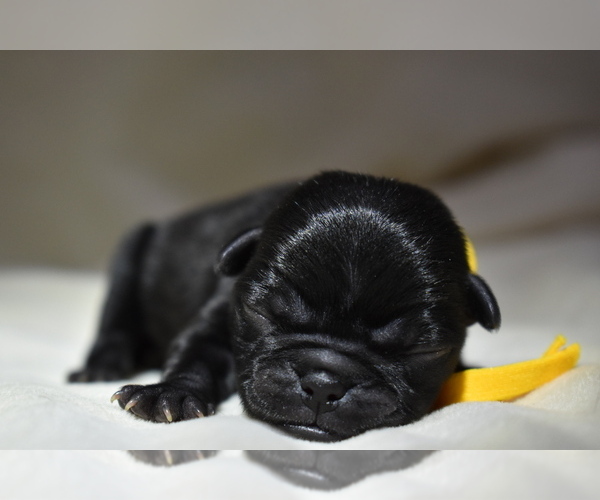 Medium Photo #4 Pug Puppy For Sale in PALM COAST, FL, USA