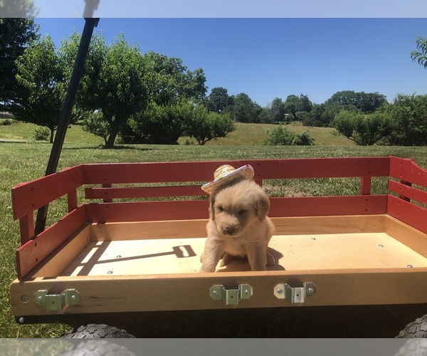 Medium Photo #10 Golden Retriever Puppy For Sale in AUSTIN, KY, USA