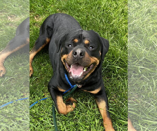 Medium Photo #3 Rottweiler Puppy For Sale in Mooresville, NC, USA