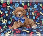 Artie - Male Cavapoo (Miniature) Puppy for Sale - Photo #5