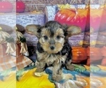 Small #8 Morkie