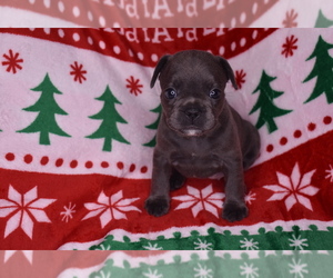 French Bulldog Puppy for sale in ATLANTA, GA, USA