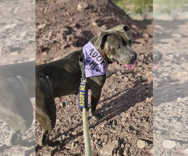 Medium Photo #11 American Pit Bull Terrier-Unknown Mix Puppy For Sale in phoenix, AZ, USA