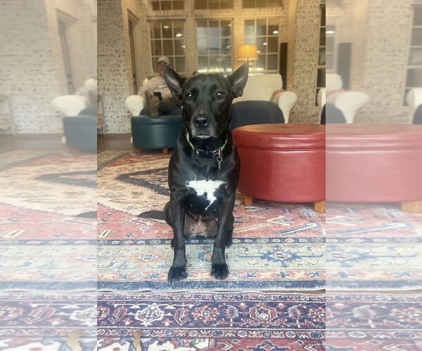 Medium Photo #1 Holland Shepherd-Unknown Mix Puppy For Sale in Rockaway, NJ, USA