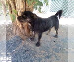 Small #5 Poodle (Miniature) Mix