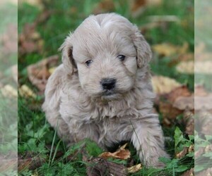 Goldendoodle-Poodle (Miniature) Mix Puppy for sale in STANLEY, WI, USA