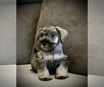 Small Photo #11 Schnauzer (Miniature) Puppy For Sale in HESPERIA, CA, USA